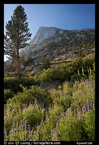 Backlit wildflowers, pine tree, and peak. Yosemite National Park (color)