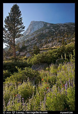 Backlit wildflowers, pine tree, and peak. Yosemite National Park, California, USA.