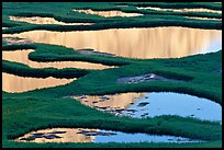 Ponds and reflections, late afternoon. Yosemite National Park, California, USA.