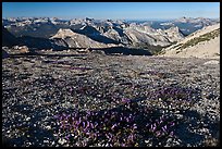 Alpine flowers and view over distant peaks, Mount Conness. Yosemite National Park, California, USA.