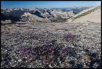 Alpine flowers and view over distant montains, Mount Conness. Yosemite National Park, California, USA. (color)