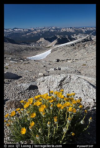 Yellow flowers and mountains, Mount Conness. Yosemite National Park, California, USA.