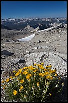 Yellow flowers and mountains, Mount Conness. Yosemite National Park, California, USA. (color)