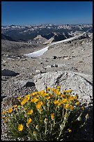 Yellow flowers and mountains, Mount Conness. Yosemite National Park, California, USA.