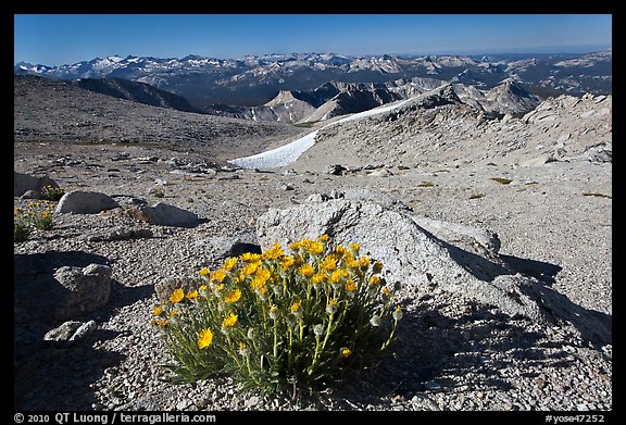 Yellow flowers above timberline, Mount Conness. Yosemite National Park, California, USA.