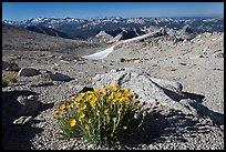 Yellow flowers above timberline, Mount Conness. Yosemite National Park, California, USA. (color)