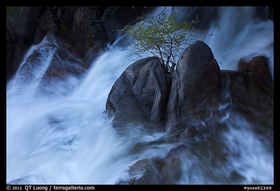 Tree on boulders surrounded by tumultuous waters, Cascade Creek. Yosemite National Park, California, USA.