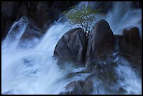 Tree on boulders surrounded by tumultuous waters, Cascade Creek. Yosemite National Park, California, USA.