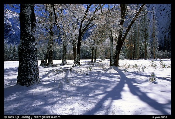 Black Oaks in El Capitan meadows with fresh snow. Yosemite National Park, California, USA.