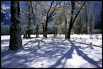 Black Oaks in El Capitan meadows with fresh snow. Yosemite National Park, California, USA.