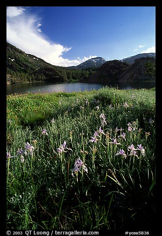 Wildflowers near Ellery Lake. Yosemite National Park, California, USA.