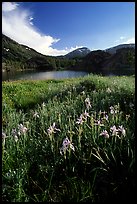 Wildflowers near Ellery Lake. Yosemite National Park, California, USA.