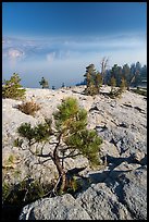 Pine sapling on Sentinel Dome. Yosemite National Park ( color)