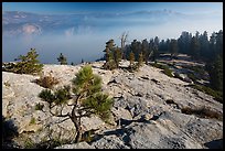 Pine sapling on Sentinel Dome, Valley in smoke. Yosemite National Park ( color)