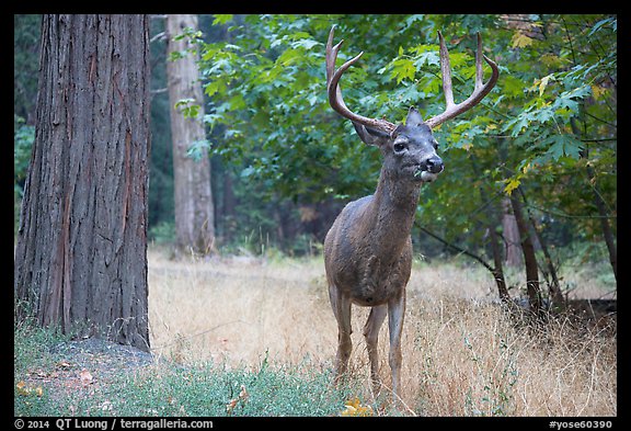Deer with antlers. Yosemite National Park (color)