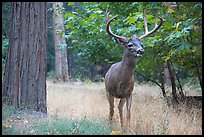 Deer with antlers. Yosemite National Park ( color)