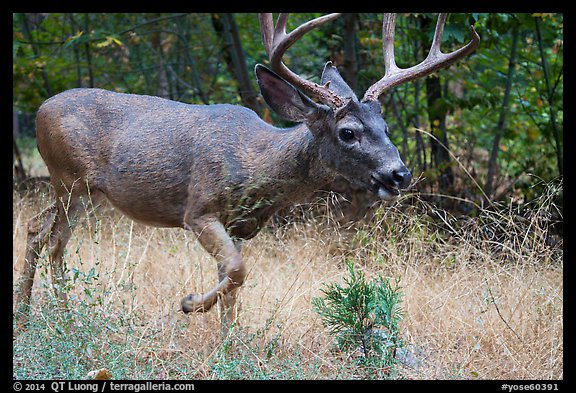 Deer in autumn. Yosemite National Park (color)