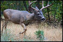 Deer in autumn. Yosemite National Park ( color)