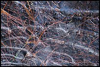 Close-up of ice and pine needles. Yosemite National Park ( color)