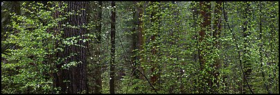 Forest with dogwood and flowers. Yosemite National Park, California, USA. (color)