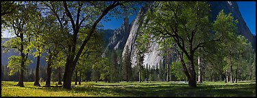 El Capitan Meadows, Black Oaks and Cathedral Rocks. Yosemite National Park, California, USA.