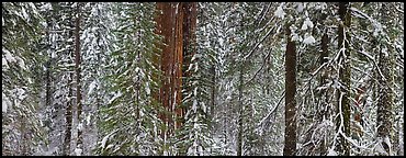 Tuolumne Grove in winter, mixed forest with snow. Yosemite National Park, California, USA. (color)