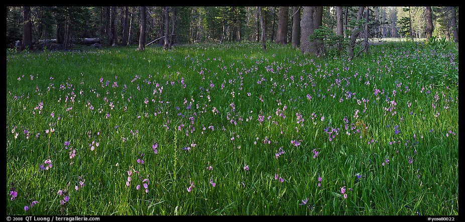 Meadow with wildflower carpet, Yosemite Creek. Yosemite National Park (color)