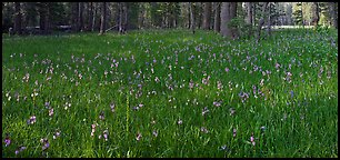 Meadow with wildflower carpet, Yosemite Creek. Yosemite National Park, California, USA.