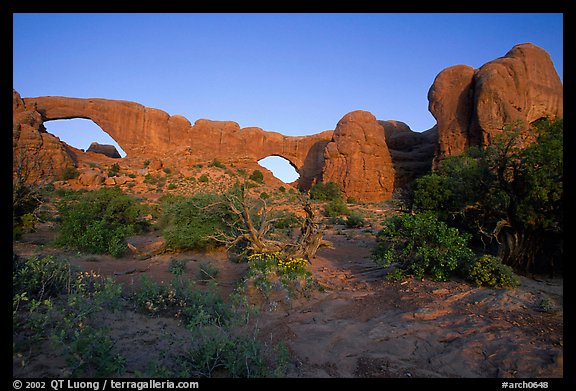 Wildflowers, South window and North window, sunrise. Arches National Park, Utah, USA.