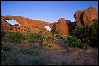 Wildflowers, South window and North window, sunrise. Arches National Park, Utah, USA. (color)