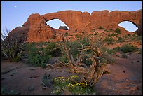 Wildflowers, South window and North window, sunrise. Arches National Park, Utah, USA.