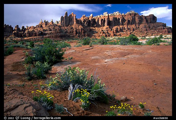 Wildflowers, sandstone pillars, Klondike Bluffs. Arches National Park, Utah, USA.