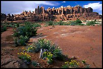 Wildflowers, sandstone pillars, Klondike Bluffs. Arches National Park, Utah, USA.