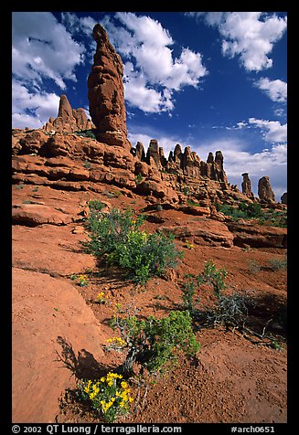 Wildflowers, sandstone pillars, Klondike Bluffs. Arches National Park (color)