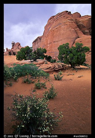 Wildflowers, sand and rocks, Klondike Bluffs. Arches National Park, Utah, USA.