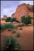 Wildflowers, sand and rocks, Klondike Bluffs. Arches National Park, Utah, USA. (color)