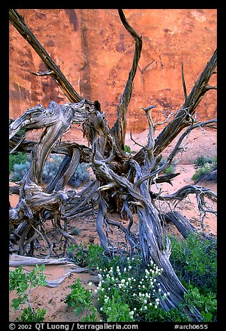 Wildflowers, Twisted tree, and sandstone wall, Devil's Garden. Arches National Park, Utah, USA.