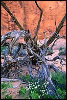 Wildflowers, Twisted tree, and sandstone wall, Devil's Garden. Arches National Park, Utah, USA.