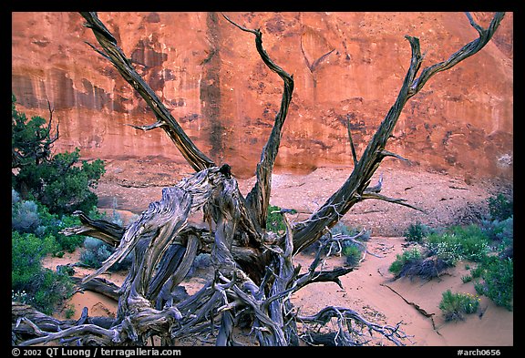 Wildflowers, Twisted tree, and sandstone wall, Devil's Garden. Arches National Park (color)