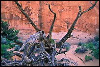 Wildflowers, Twisted tree, and sandstone wall, Devil's Garden. Arches National Park, Utah, USA. (color)