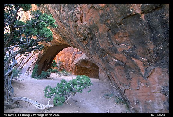 Juniper and glowing Navajo Arch, late morning. Arches National Park