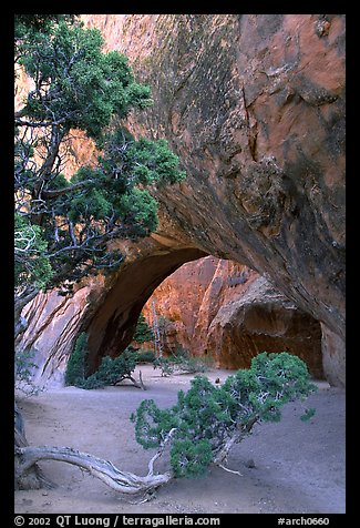 Juniper and glowing Navajo Arch, late morning. Arches National Park, Utah, USA.