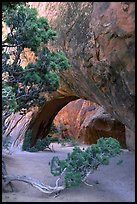 Juniper and glowing Navajo Arch, late morning. Arches National Park, Utah, USA.