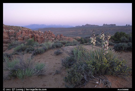 Yucca, Fiery Furnace, and La Sal Mountains, dusk. Arches National Park, Utah, USA.