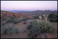 Yucca, Fiery Furnace, and La Sal Mountains, dusk. Arches National Park, Utah, USA.