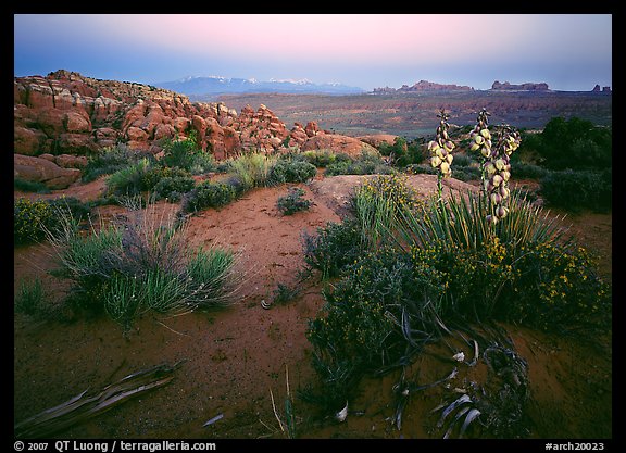 Yucca, Fiery Furnace, and La Sal Mountains, dusk. Arches National Park, Utah, USA.