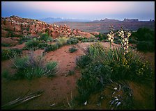 Yucca, Fiery Furnace, and La Sal Mountains, dusk. Arches National Park, Utah, USA.