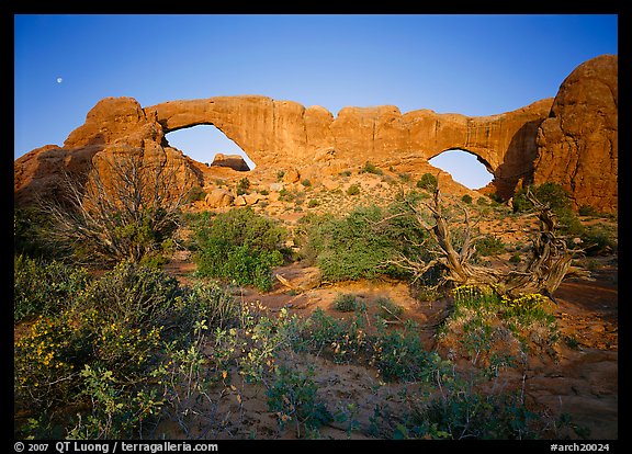 Wildflowers, South window and North window, sunrise. Arches National Park, Utah, USA.