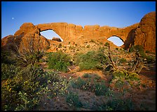 Wildflowers, South window and North window, sunrise. Arches National Park, Utah, USA.