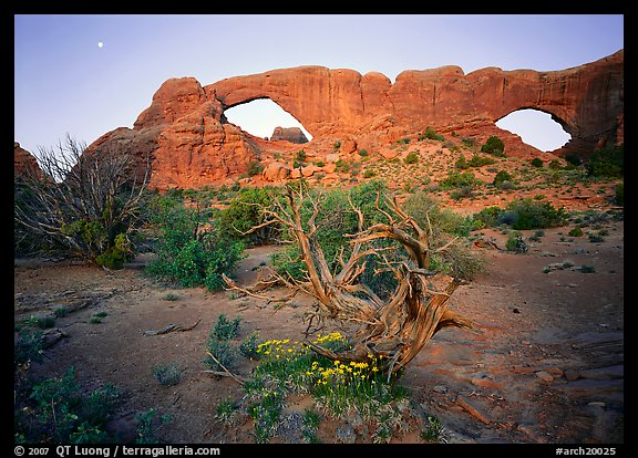 Wildflowers, dwarf tree, and Windows at sunrise. Arches National Park, Utah, USA.